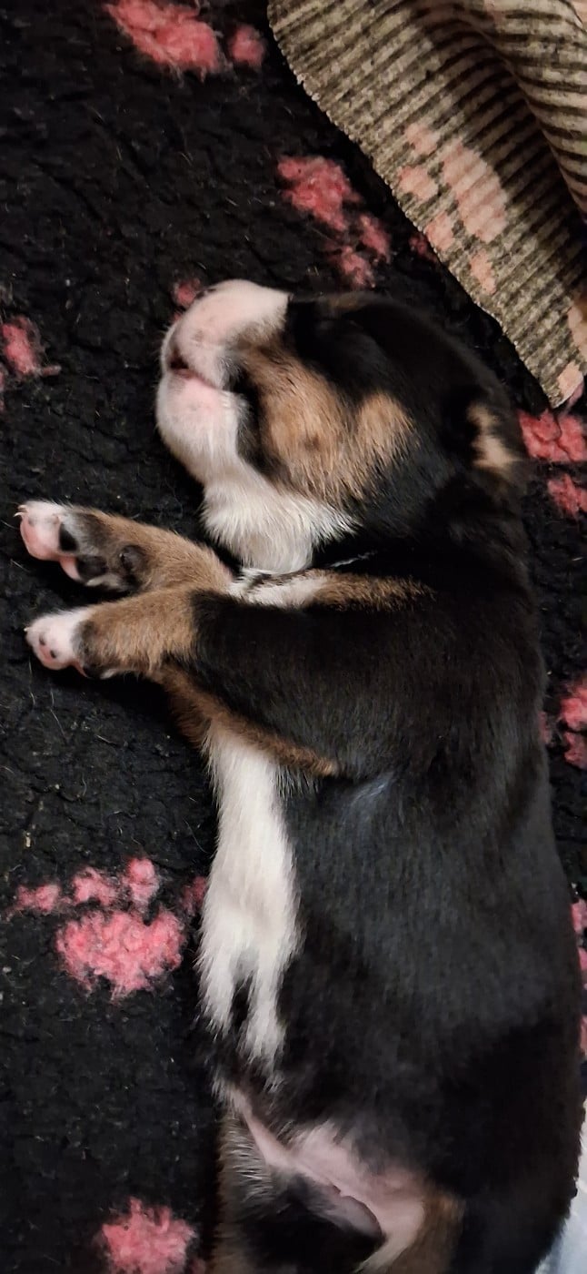Ullr