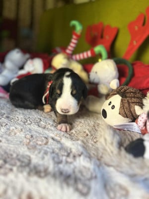 Les chiots de Grand bouvier suisse