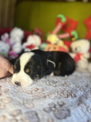 Les chiots de Grand bouvier suisse