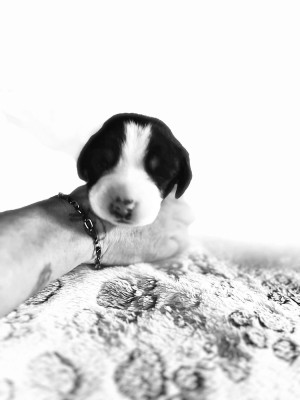 Les chiots de Grand bouvier suisse