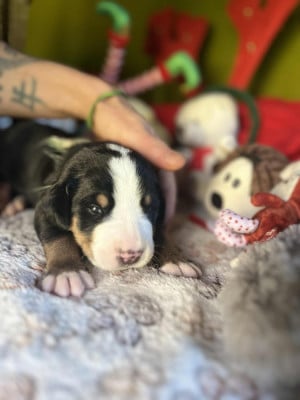 Les chiots de Grand bouvier suisse