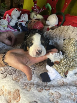 Les chiots de Grand bouvier suisse