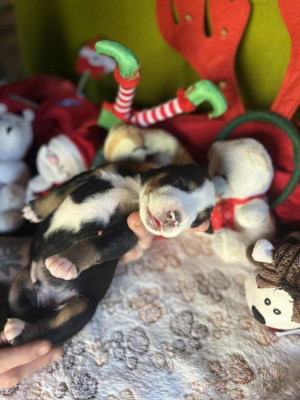 Les chiots de Grand bouvier suisse