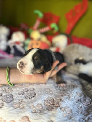 Les chiots de Grand bouvier suisse