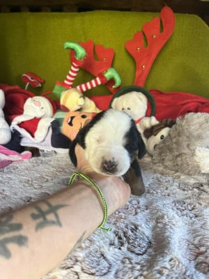 Les chiots de Grand bouvier suisse