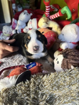 Les chiots de Grand bouvier suisse