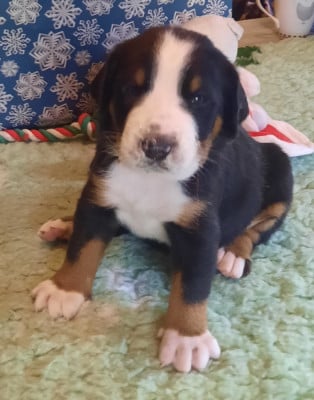 Les chiots de Grand bouvier suisse