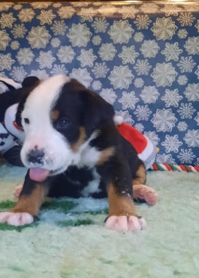 Les chiots de Grand bouvier suisse