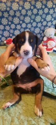 Les chiots de Grand bouvier suisse