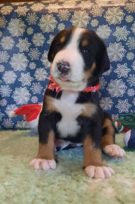 Les chiots de Grand bouvier suisse