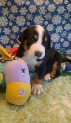 Les chiots de Grand bouvier suisse