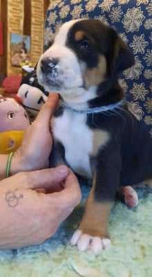 Les chiots de Grand bouvier suisse