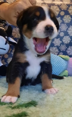 Les chiots de Grand bouvier suisse