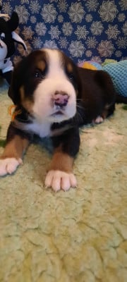 Les chiots de Grand bouvier suisse