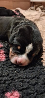 Les chiots de Grand bouvier suisse