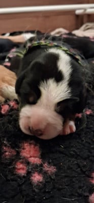 Les chiots de Grand bouvier suisse