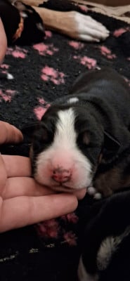 Les chiots de Grand bouvier suisse