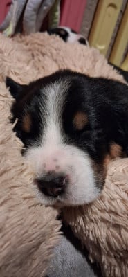 Les chiots de Grand bouvier suisse