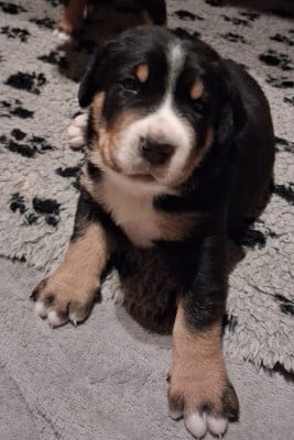 Les chiots de Grand bouvier suisse