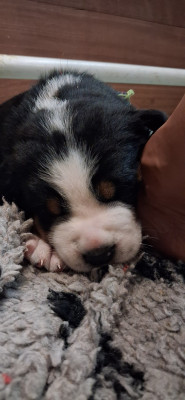 Les chiots de Grand bouvier suisse