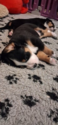 Les chiots de Grand bouvier suisse