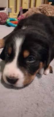 Les chiots de Grand bouvier suisse