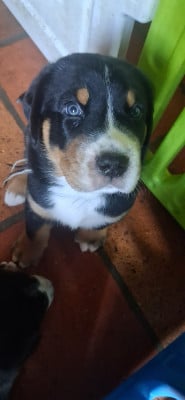 Les chiots de Grand bouvier suisse