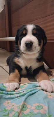 Les chiots de Grand bouvier suisse