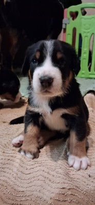 Les chiots de Grand bouvier suisse