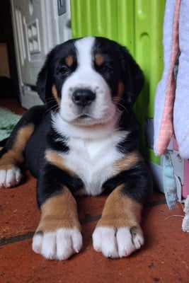 Les chiots de Grand bouvier suisse