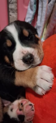 Les chiots de Grand bouvier suisse