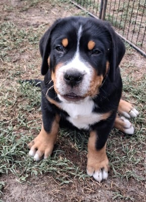 Les chiots de Grand bouvier suisse