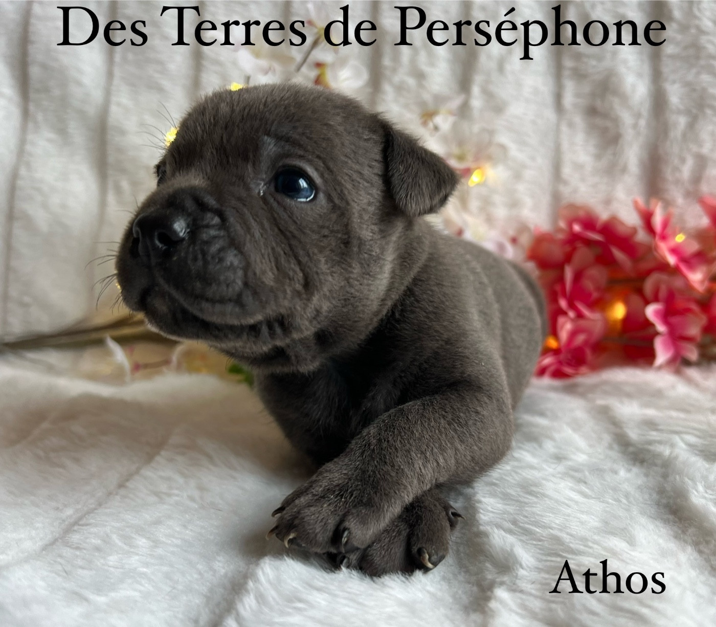 Athos