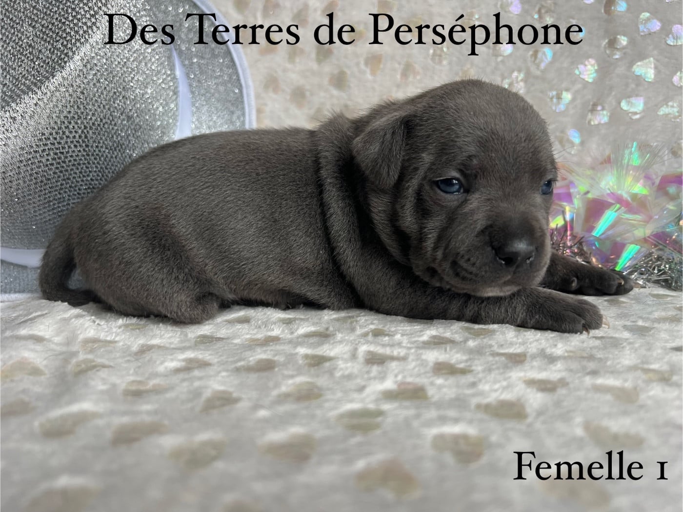 Staffordshire Bull Terrier - Des Terres De Perséphone