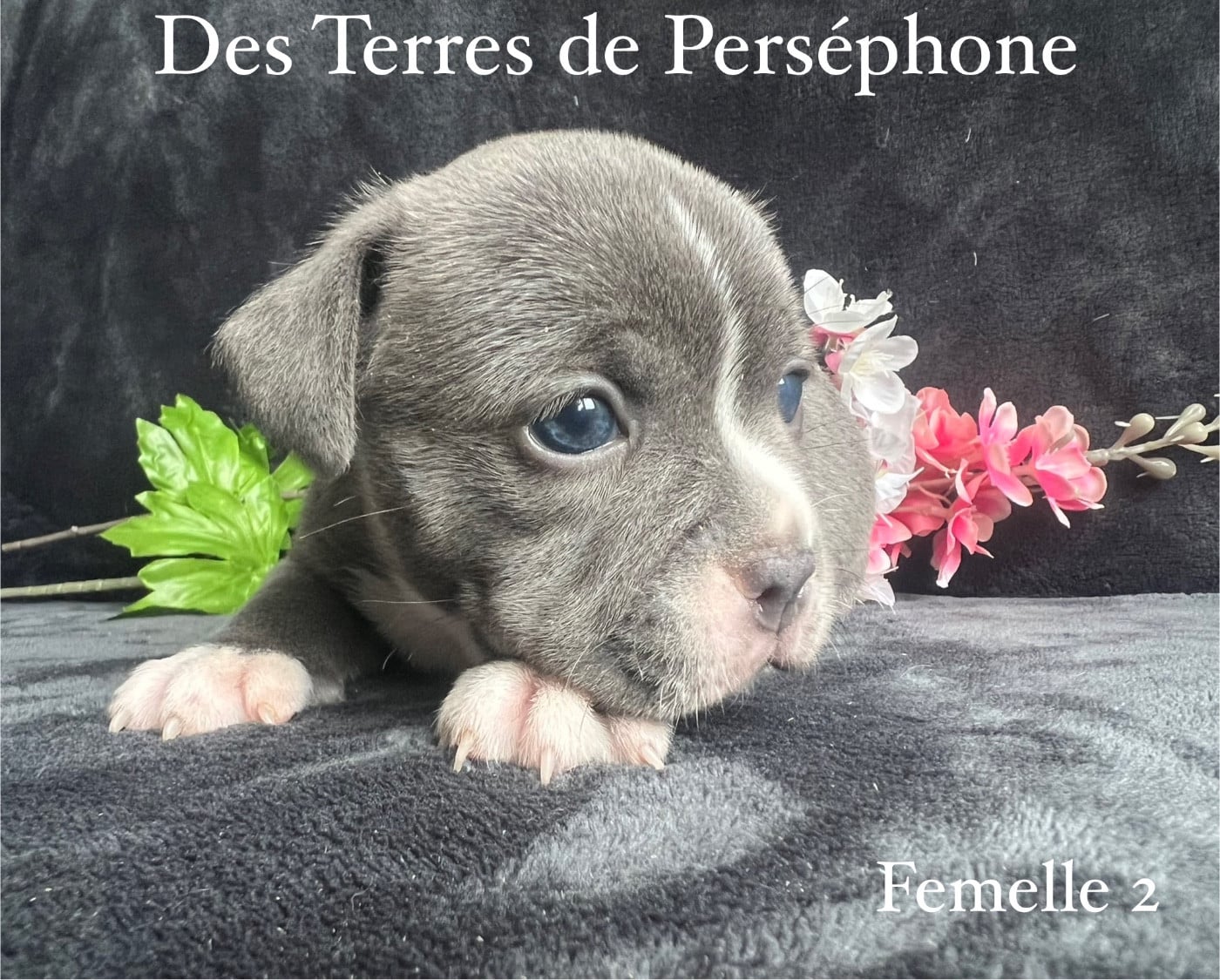 Femelle 2