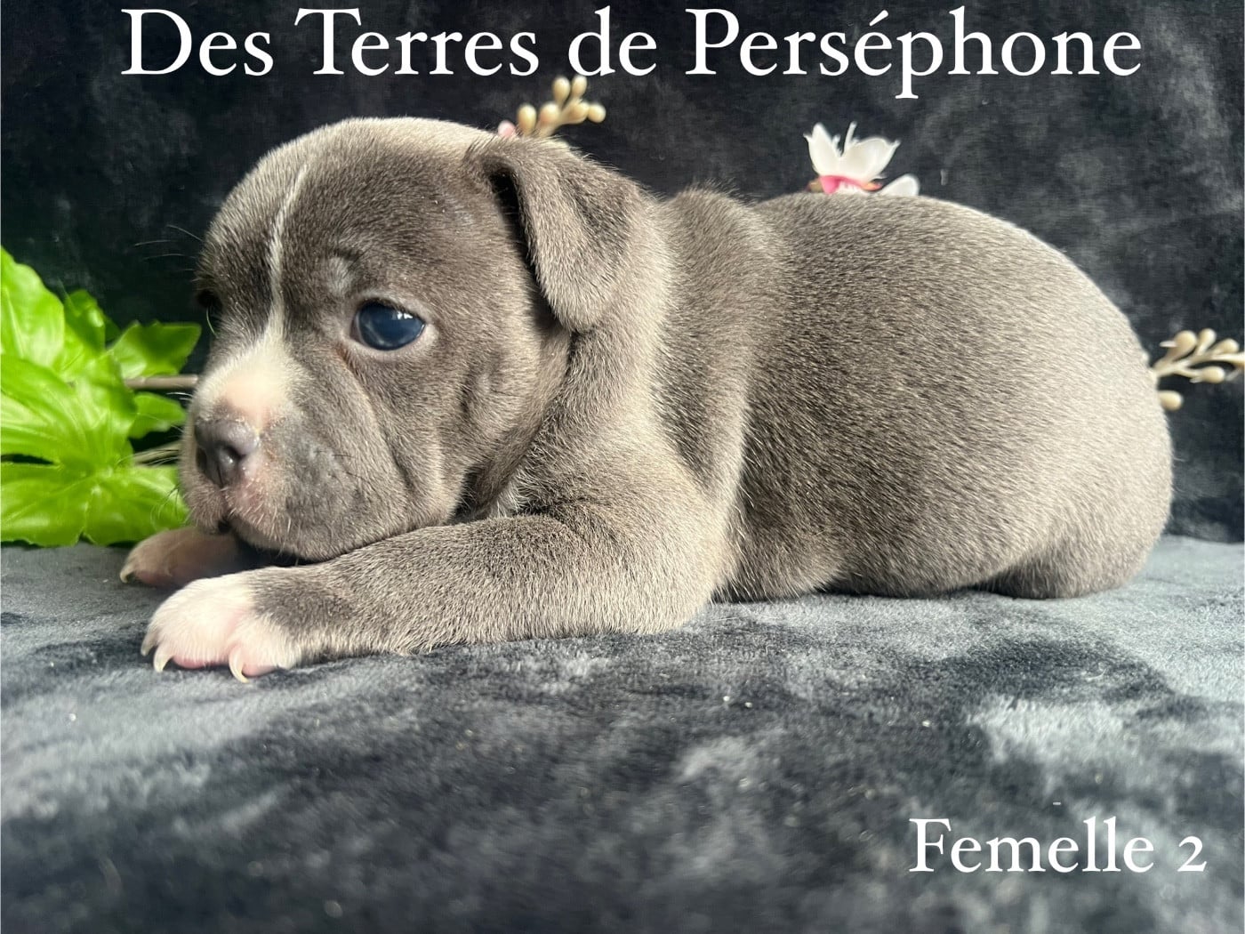 Femelle 2