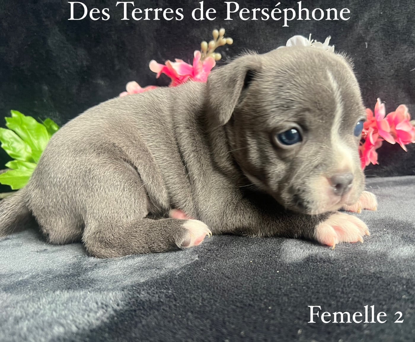 Staffordshire Bull Terrier - Des Terres De Perséphone