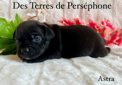 Les chiots de Staffordshire Bull Terrier