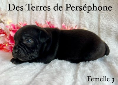 Les chiots de Staffordshire Bull Terrier