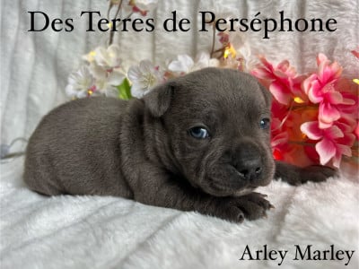 Les chiots de Staffordshire Bull Terrier
