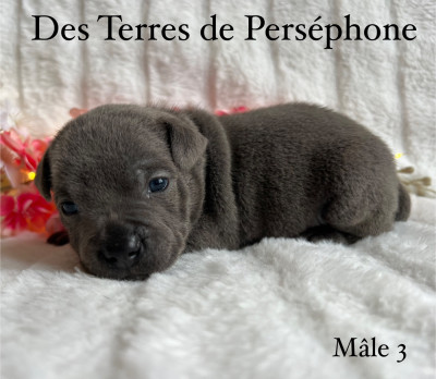 Les chiots de Staffordshire Bull Terrier