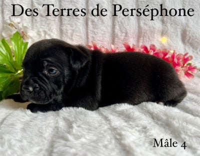 Les chiots de Staffordshire Bull Terrier