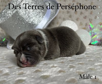 Les chiots de Staffordshire Bull Terrier