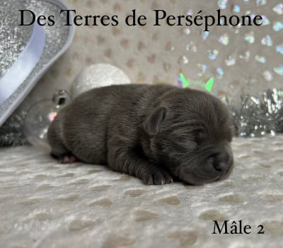 Les chiots de Staffordshire Bull Terrier