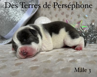 Les chiots de Staffordshire Bull Terrier
