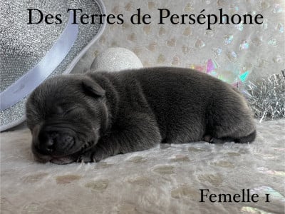 Les chiots de Staffordshire Bull Terrier