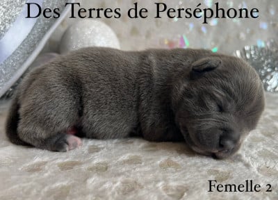 Les chiots de Staffordshire Bull Terrier
