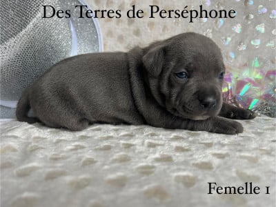 Les chiots de Staffordshire Bull Terrier