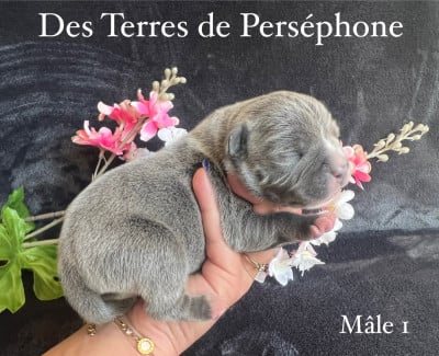 Les chiots de Staffordshire Bull Terrier