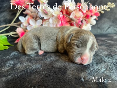 Les chiots de Staffordshire Bull Terrier